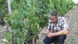 Winemarker in vine rows checking grapes quality