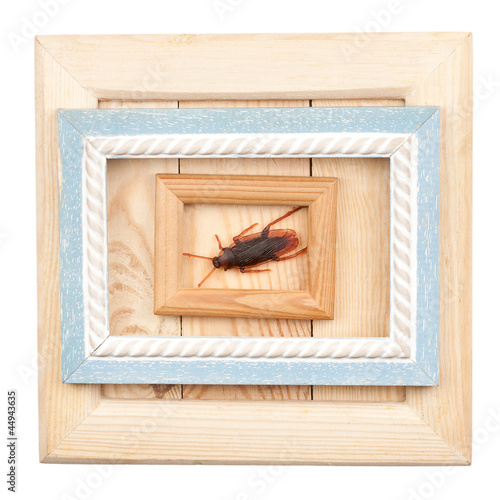 Photo: Old wooden frames and fake cockroach Old wooden frames and fake cockroach