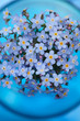 Forget-me-not posy in a blue vase