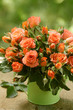 Bunch of freshly picked pink roses in a pot / watering can