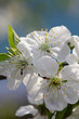 Cherry tree blossoms