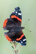 Vanessa atalanta