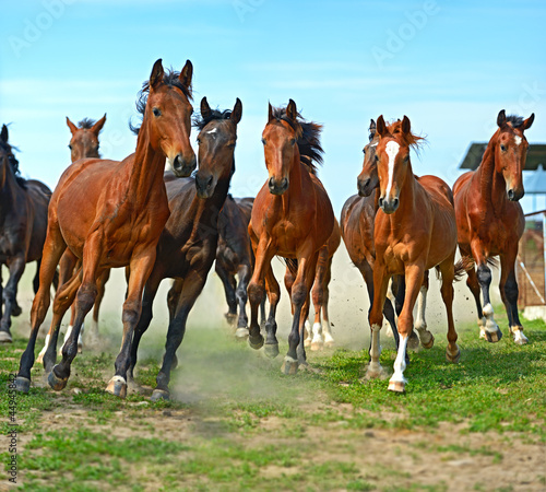 Photo: Horse Horse