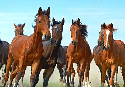 Photo: Horse Horse
