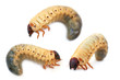 larva the rhinoceros of the bug