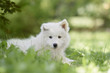 Portrait of a samoyed dog puppy