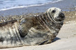 Kegelrobbe auf Helgoland