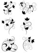 Illustration drawing of floral design elements