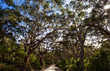 Foto: foresta di karri, Margaret river, We Australia foresta di karri, Margaret river, We Australia