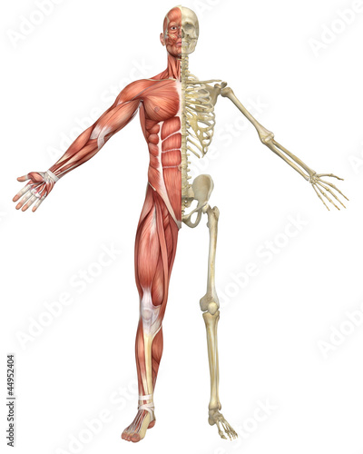 Illustration: Male Muscular Skeleton Split Front View Male Muscular Skeleton Split Front View
