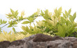 growth and nature-light green