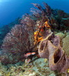 Sponges and Soft Coral