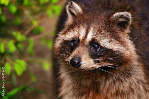 Photo: raccoon raccoon