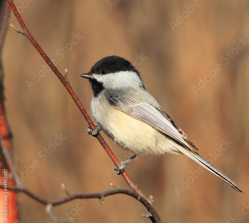 Photo: chickadee chickadee