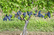 Foto: Row of Ripen Cabernet Sauvignon Red Wine Grapes in a Vineyard Row of Ripen Cabernet Sauvignon Red Wine Grapes in a Vineyard