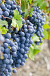 Foto: Bunches of Cabernet Sauvignon Red Wine Grapes on the Vine Bunches of Cabernet Sauvignon Red Wine Grapes on the Vine