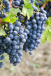 Foto: Bunches of Cabernet Sauvignon Red Wine Grape Bunches of Cabernet Sauvignon Red Wine Grape