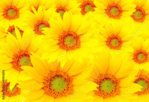 Photo: sunflowers sunflowers
