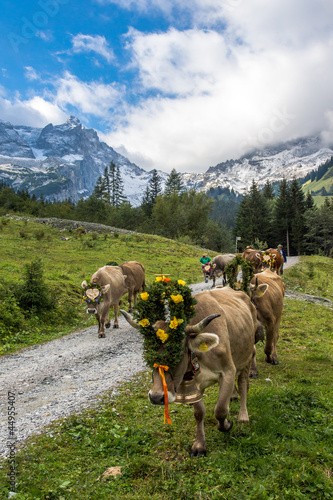 Photo: Almabtrieb Almabtrieb