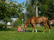 Foto: Obst für das Pferd Obst für das Pferd