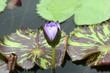 seerose