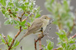 Zilpzalp, Common chiffchaff, Phylloscopus collybita