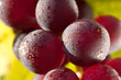 Weinreben 12.279