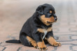 Rottweiler macht eine Pause