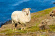 Icelandic sheep