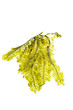 seaweed