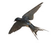 Barn Swallow, Hirundo Rustica,...