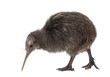 North Island Brown Kiwi, Apteryx mantelli, 5 months old