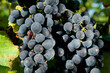 Weinreben 12.206