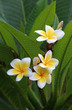 white and yellow frangipani flowers or tropical flower with leav