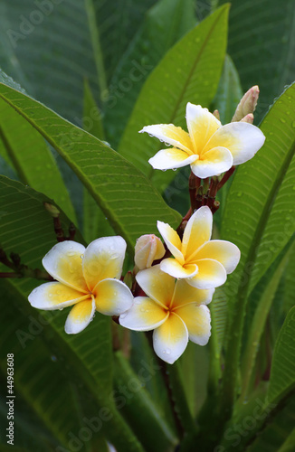 Photo: white and yellow frangipani flowers or tropical flower with leav white and yellow frangipani flowers or tropical flower with leav