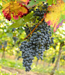 Autumn: Ripe Purple Grapes
