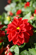 dalia rossa