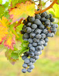 Farben des Herbstes: blaue Traube mit buntem Blatt