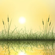 Grass and Reeds with Reflection in Water