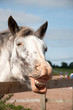 Laughing horse