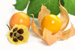 Physalis fruit with blossom, isolated
