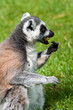 Ring Tailed Lemur Eating