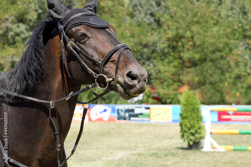 Photo: Horse portrait Horse portrait
