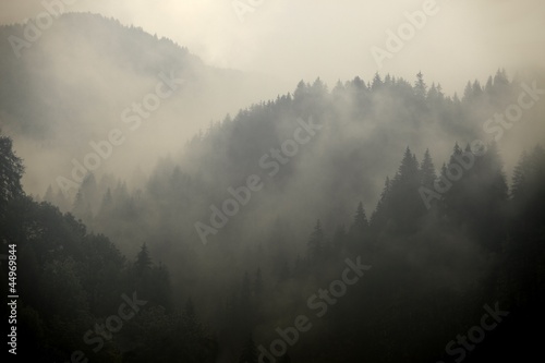 Photo: Foggy forest Foggy forest