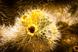 Cholla cactus