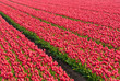 Tulip field