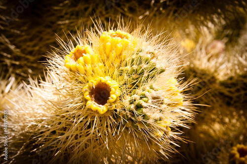 Photo: Cholla cactus Cholla cactus