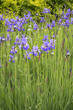 Iris