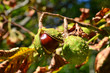 Foto: Rosskastanie Rosskastanie