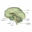 brain structure vector illustration